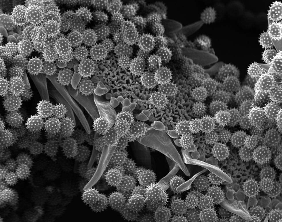 Pollen